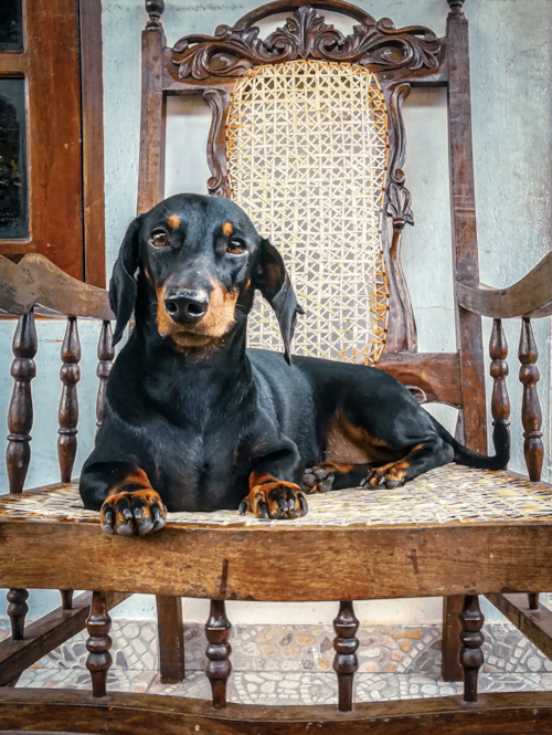 black and tan dachshund on a chair